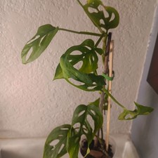 Monstera Obliqua Peru And Or Combo Esqueleto Nodes Unrooted Node Cuttings 3