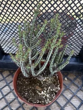 Euphorbia Aeruginosa Dense Bush 6” Pot