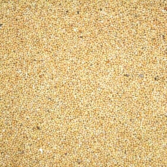 WHITE MILLET Bird Seed Food Budgie Canary Finch Aviary Parrot Parakeet