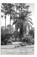 RPPC Azalea Garden Winter Park FL Vintage LL Cook EKC Real Photo Postcard c-960