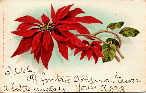 c1905 poinsettia, nice antique card, undivided back, San Jose, CA - Picture 2 of 3