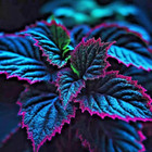 25+ Coleus Seeds – Rare Blue, Black, and Green Foliage Unique Garden Accent Usa
