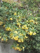 Brugmansia suaveolens 25 Seeds Yellow Flower - Yellow Angel's Trumpet