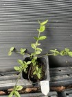 Harlequin Euonymus — photo 1