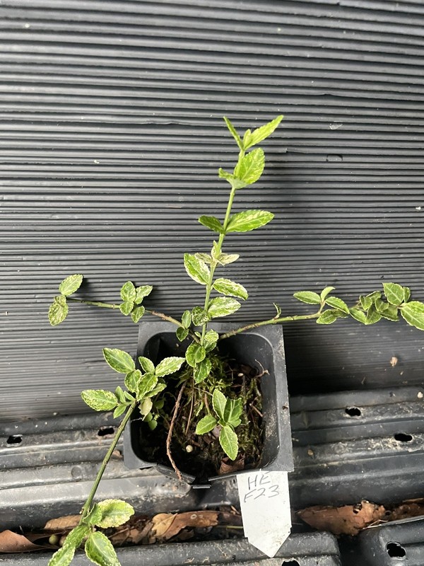 Harlequin Euonymus