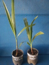       2 Washingtonia robusta