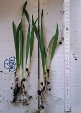 50 Sabal Minor Palmensämlinge in 1A  Qualität Winterhart bis -21 grad