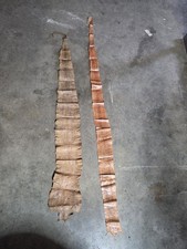 Snake Skins. Lot Of 2. Not Sure What Kind. Se...