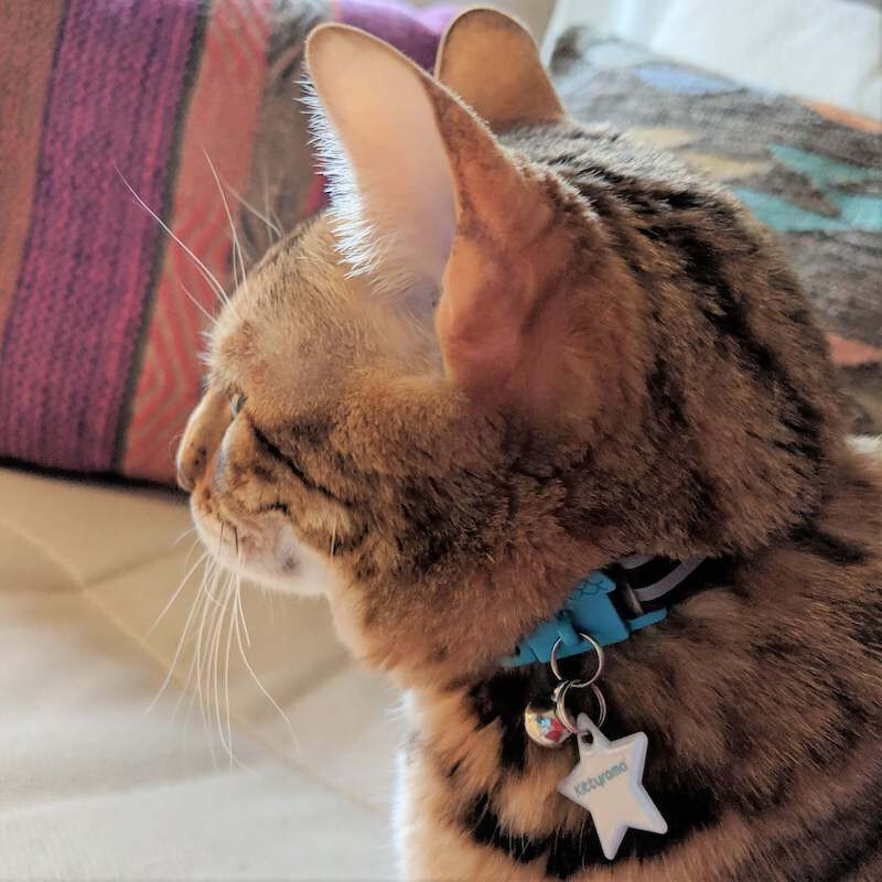 Kittyrama Cat Collar Charm Reflective Glow in the Dark Tag Accessory