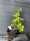 Golden Vicary Privet — photo 1
