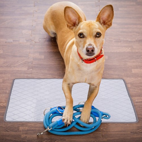 Breeze Litter Pads Whelping Boxes Dog Pee Pads Dog Cage Tray - 第 12/12 張圖片