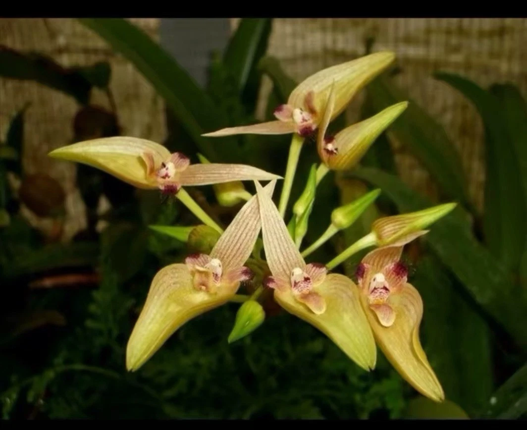 Thailand Bulbophyllum blepharistes Rare Species Orchid Blooming Size Plant
Opens in a new window or 