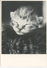 POSTCARD / CARTE POSTALE ILLUSTRATEUR / PAUL KUIPER / POES MET JONG / CAT / CHAT