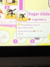 SUGAR GLIDER - ADOPT NOW [NFR-MFR]