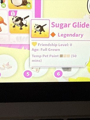SUGAR GLIDER - ADOPT NOW [NFR-MFR]