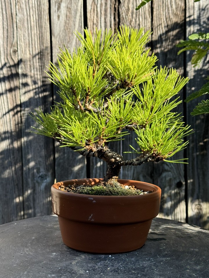 Japanese Black Pine, Bonsai Tree. Outdoor Evergreen. Small eBay