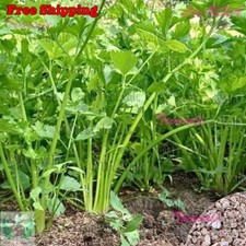 Chinese Celery, Green Leaf Celery, Nan Ling Celery, Kintsai Seeds | kin chai