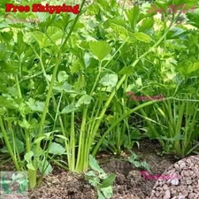Chinese Celery, Green Leaf Celery, Nan Ling Celery, Kintsai Seeds | kin chai