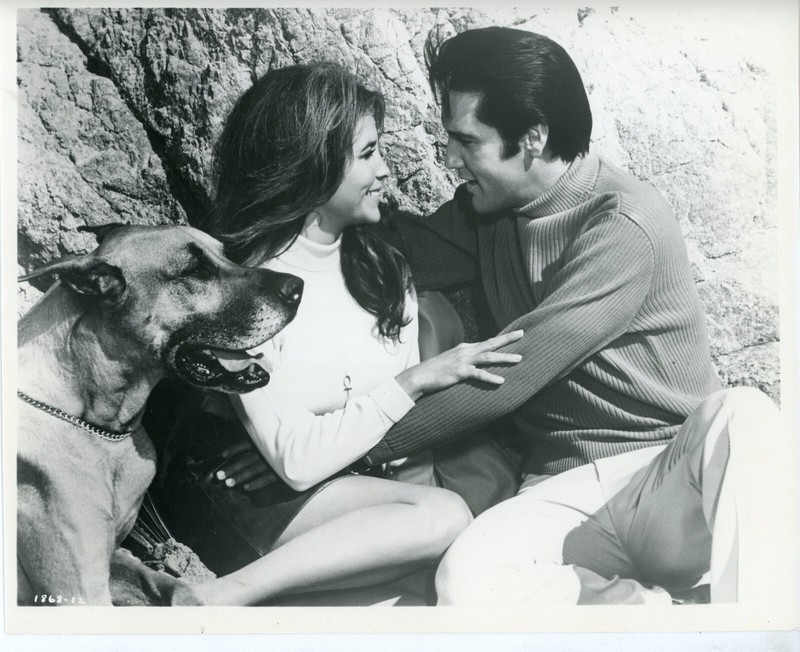 Elvis Presley in Live a Little Love a LIttle 8x10 black & white glossy photo