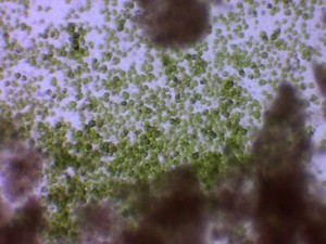 2 Freshwater Algae And Nannochloropsis For Daphnia Moina Rotifers Copepods Ebay