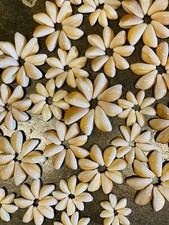 da Hawaiian Store Genuine Varied Size Cowrie Cowry Shell Rosettes select quant