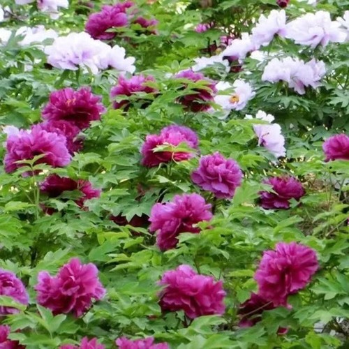 Persistent in all Seasons Garden Plant Flower Easy to Plant Peony S-e-eds Garden - Picture 8 of 12