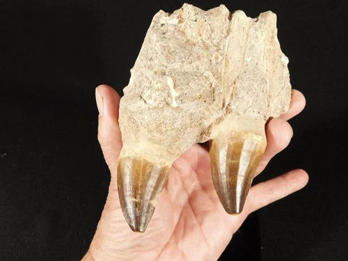 BIG! Mosasaurus JAW Bone Fossil with TWO Fossil Teeth From Morocco 797gr