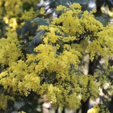 Acacia Evergreen Drought Tolerant Shrub Plant 1 in 9cm Pot Yellow Mimosa T&M