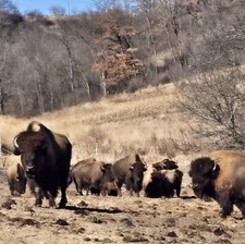 Buffalo / Bison Hunt , Harvest 