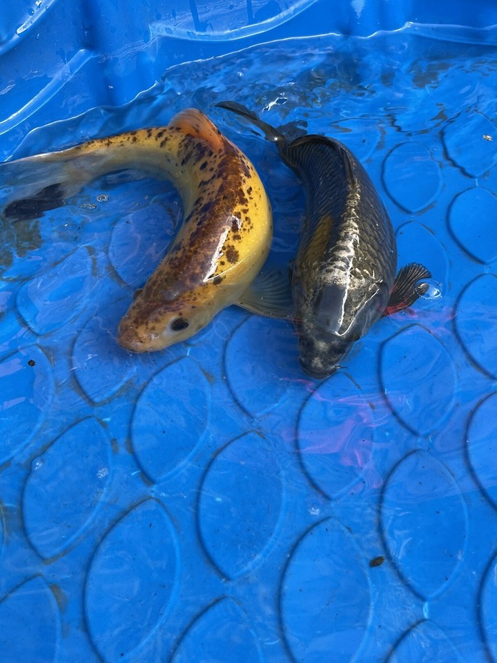 ghostie/mirror carp for sale x1 eBay