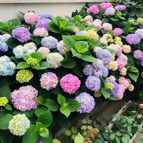 Hydrangea Seeds Flower Seeds Outdoor Sowing for all Seasons About 20pcs^ - Picture 7 of 12