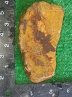 Rough Slab Jasper 118g. 5/16" Thick Lapidary Cabbing #B-8 — photo 3
