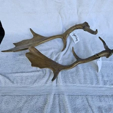 Realistic Pr Antlers Wall Decor Deer Moose Antlers Wall Sculpture Faux Taxidermy