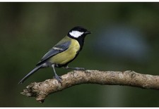GREAT TIT BRITISH WILDLIFE, UK - 18" x 12" PRINT - NATURE - BIRDS