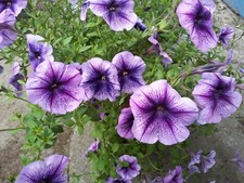 Petunien * Nr.17 * Petunia  * 50  Blumensamen * handverlesen