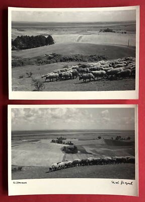 3 x Künstler Foto AK von Erich Fritzsch HIDDENSEE Inselansichten Schafe ( 73624