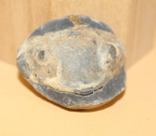 Dipleura dekayi boliviensis Mittel-Ordovician Trilobite - Sammlung 1351 Anden