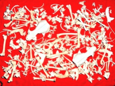 Real Mink Skulls Bones 500 Animal skeleton bulk lot collection dis-articulated