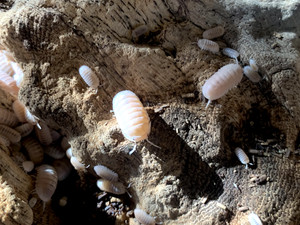 30+ Papaya Isopods + Free Priority Shipping!