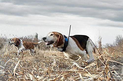 SportDOG TEK-2AD TEK 2.0L GPS Tracking & Training System Add-A-Dog E-Collar - Picture 3 of 5
