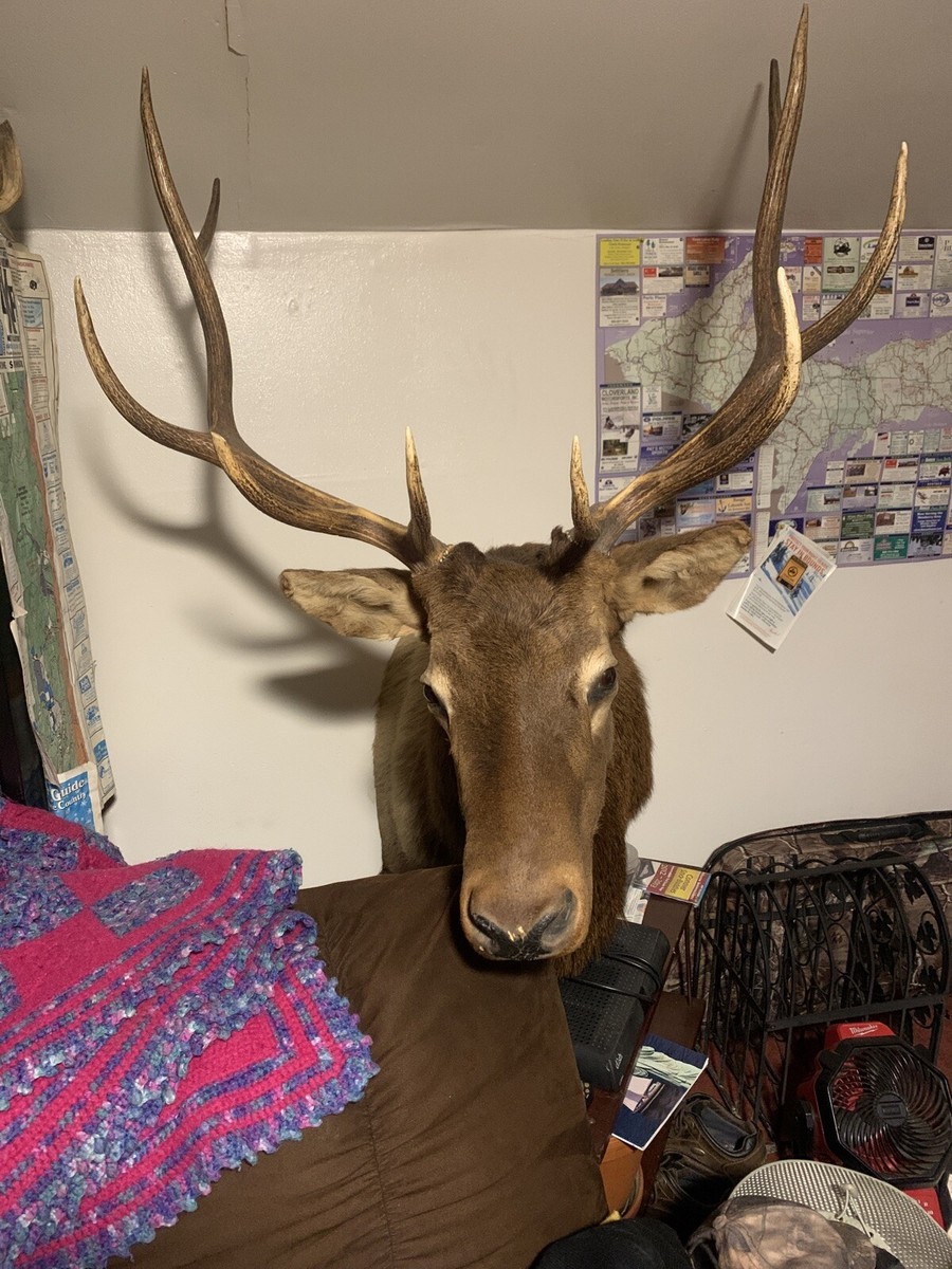 Huge 5ft Tall Montana Bull Elk Shoulder Mount 40