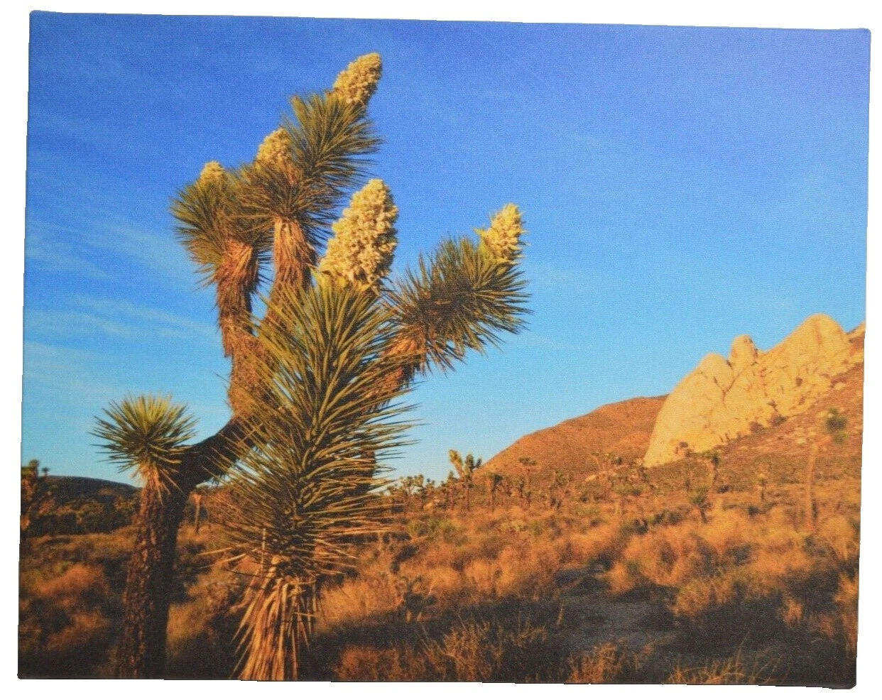 Realismo de Lona Impresiones artísticas