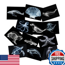 Animal X-Ray Set, Educational Science Kit, Light Table Accessory for Children S