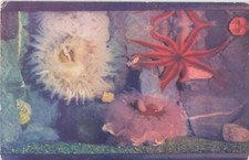 Postcard Sea Anemones And Star Fish