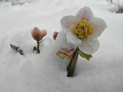 Helleborus niger | Black Hellebore 'White Christmas' | 5 Seeds