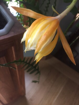 Ric Rac, Zig Zag, Fishbone Cactus Cuttings (2) White and orange Flowers |  eBay