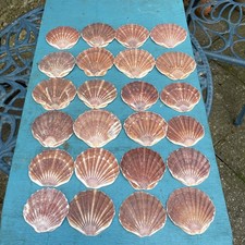24 Sea Worn Medium and small sized Scallop Shells 