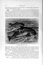 Original Old Antique Print Natural History 1894-95 Common Porpoise Cetaceans