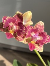 Orchidee Phalaenopsis BOWDION Peloric (2-eyes) mit mehreren Kindeln