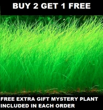 Dwarf Hairgrass Bunch Eleocharis Parvula Aquatic Aquarium Plants BUY2GET1FREE*